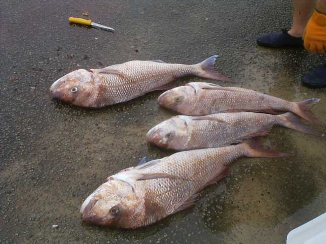 Local Snapper