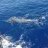 One of the Blue Marlin tagged and released from the Mahi Mahi 111 during GAMEX 2013