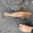 Arrow squid
