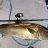 Sambo/amberjack