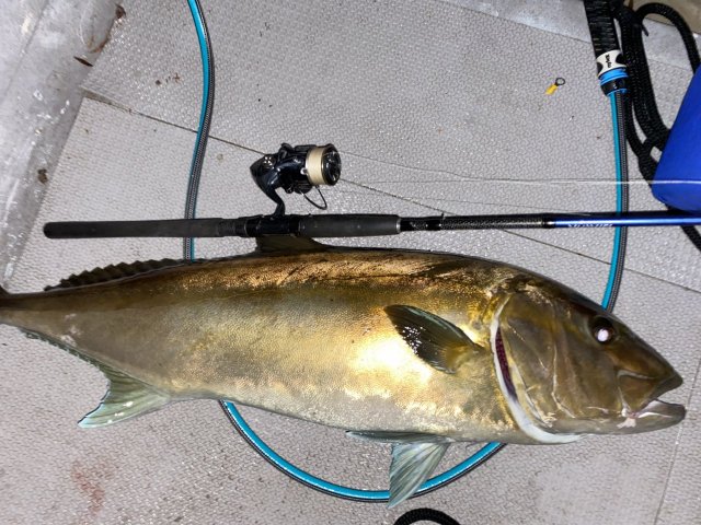 Sambo/amberjack  Fishing -  - Fishing WA. Fishing Photos &  Videos