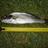 Few fish from Leschenault inlet