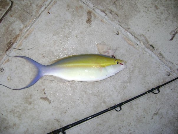 fish id 