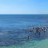Perth abalone madness