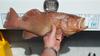 Nice Black Arse