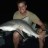 Brisbane River Bull Shark