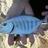 Fish ID from Red Bluff
