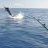Big Marlin Going Berko