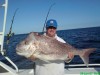 RyanC's Pink Snapper