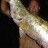 fitzroy river mundi - 1.16m