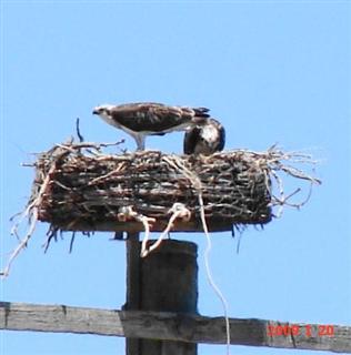 Mummy Sea Eagle