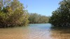 mangroves in exmouth