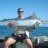 2nd marlin a bit bigger 