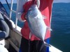 ID this trevally