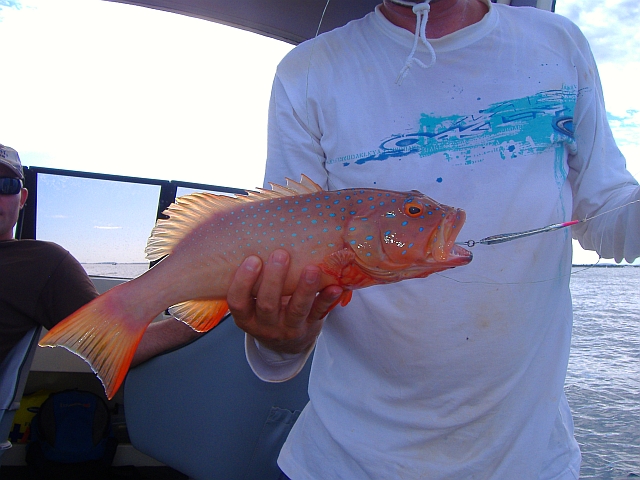 Trout on jig