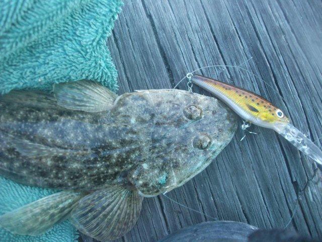 first flathead on lure