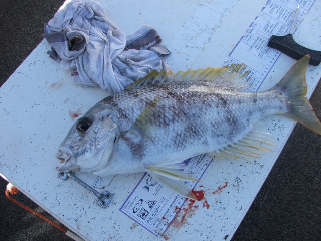 robinson sea bream