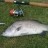 Golden Ponds Barra caught last summer