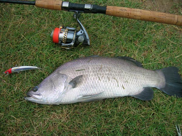 Golden Ponds Barra caught last summer