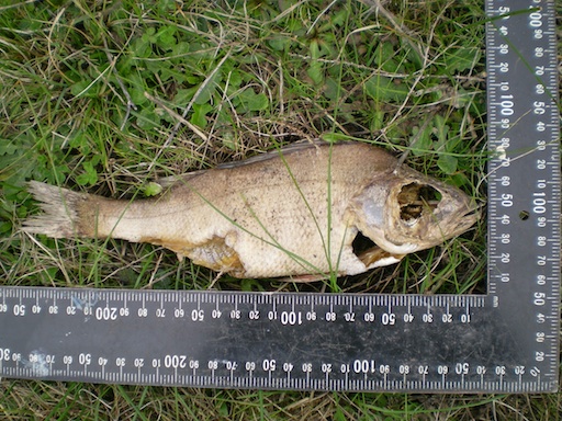 What is this fish doing in a sheep paddock?