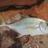 Fish Id Trevally family