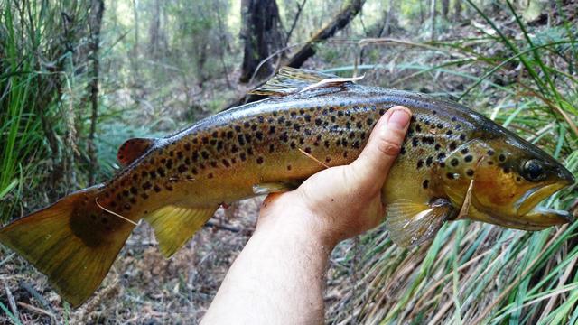 a nice brown from one of the tightest creeks in pemberton