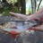 Warren River Redfin