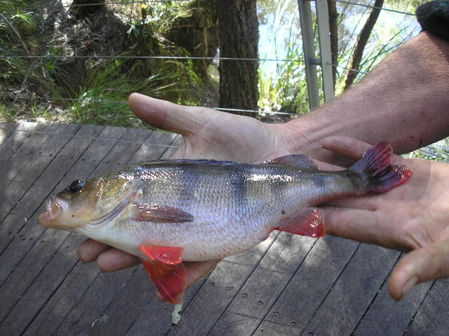 Warren River Redfin