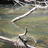 Lefroy Brook Trout
