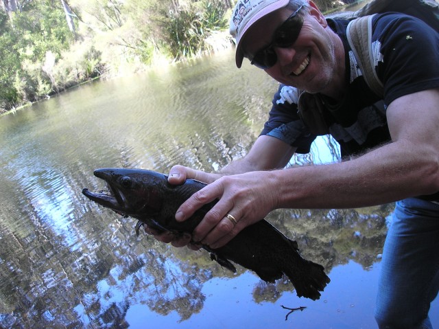 good sized trout