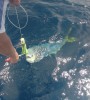 Dolphinfish