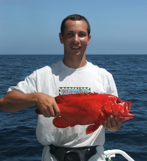 Big tomato cod