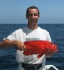 Big tomato cod