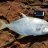 Snubnose Dart 67cm