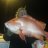 Dan with Abrolhos red