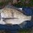BUNBURY BLACK BREAM