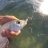 Herring