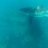 Great White
