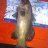 fish id