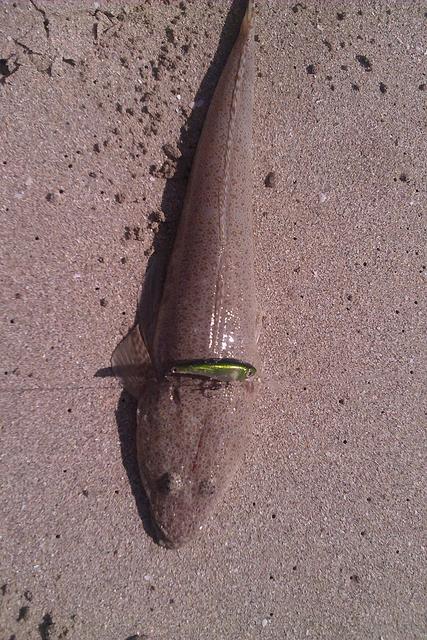 Coral Bay Sand Flatty