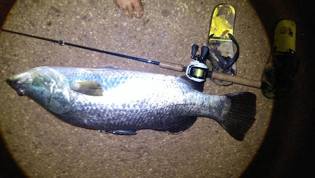 95cm Barramundi