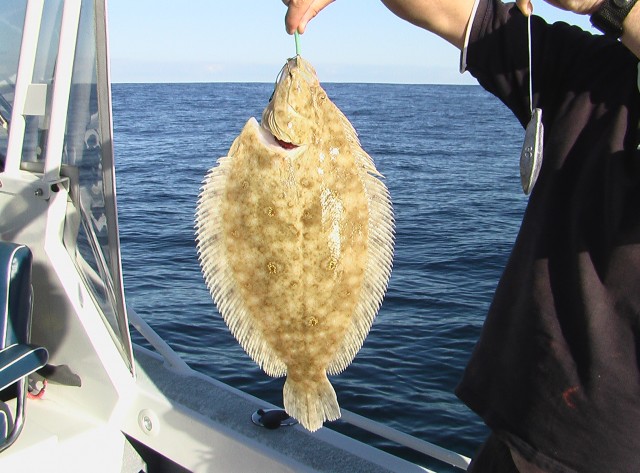 Flounder 2  Fishing -  - Fishing WA. Fishing Photos & Videos