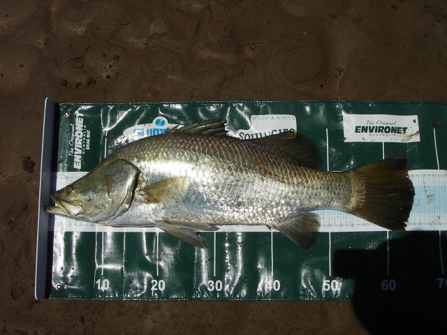 Glenns 65cm Barra on the Brag mat