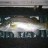 Robinson Sea Bream - day one