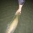 releasing my first big barra for the season, thanks for comming an helping me land the fish jay, much apreciated