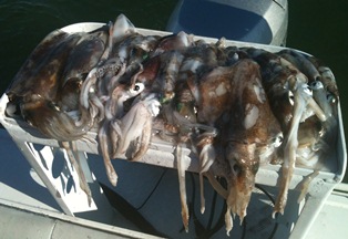 Nice session on the squid