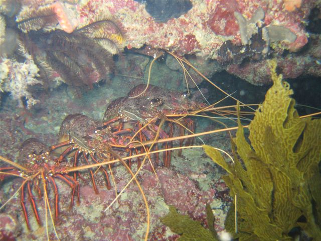 Underwater shot