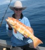 Hedland Bar-Cheek Coral Trout