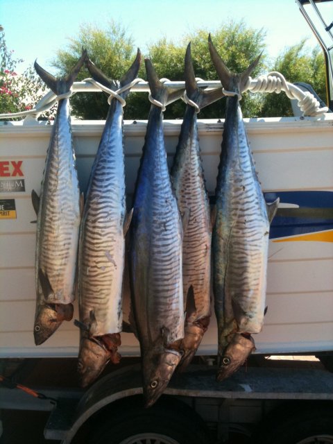 FEW MACKIES CAUGHT FRIDAY WHAT A DAY WE HAD OUT FROM OCEAN REEF