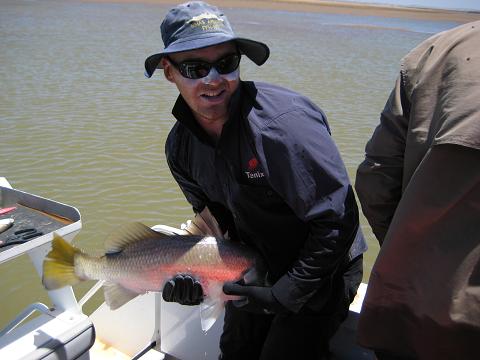 Another Pilbara Barra, tagged and released